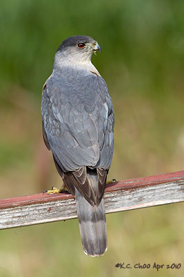 Cooper's Hawk