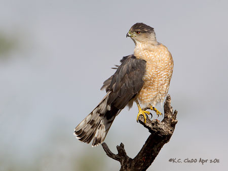 Cooper's Hawk