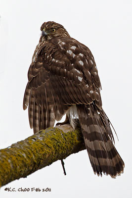 Cooper's Hawk