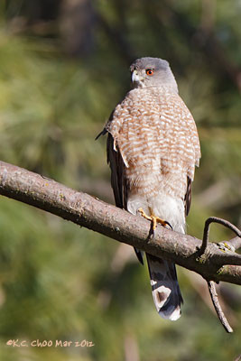 Cooper's Hawk