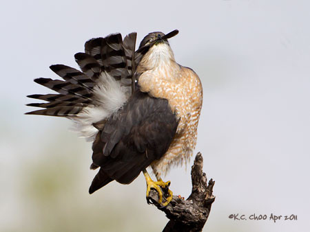 Cooper's Hawk