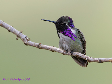Costa's Hummingbird