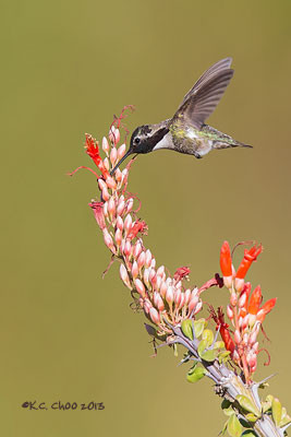 Costa's Hummingbird