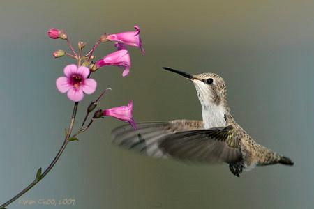 Costa's Hummingbird