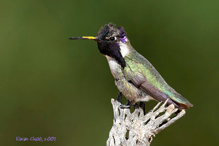 Costa's Hummingbird