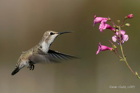 Costa's Hummingbird