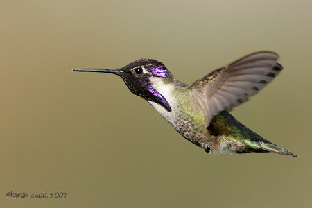 Costa's Hummingbird