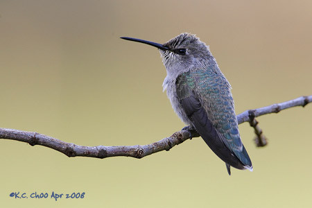 Costa's Hummingbird