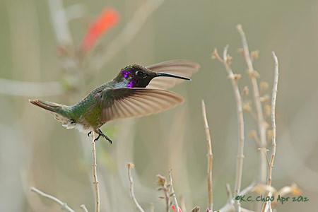 Costa's Hummingbird
