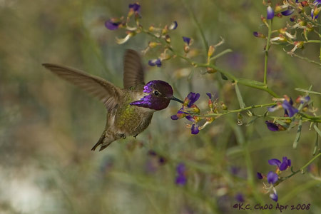 Costa's Hummingbird