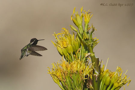 Costa's Hummingbird