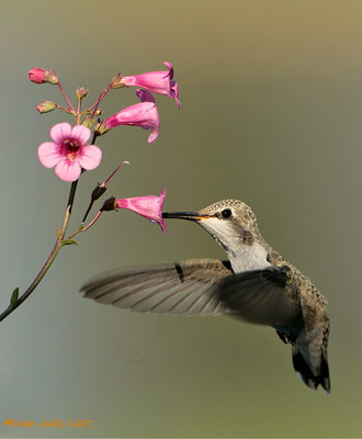 Costa's Hummingbird