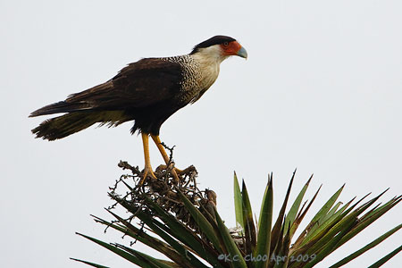 Crested Caracara