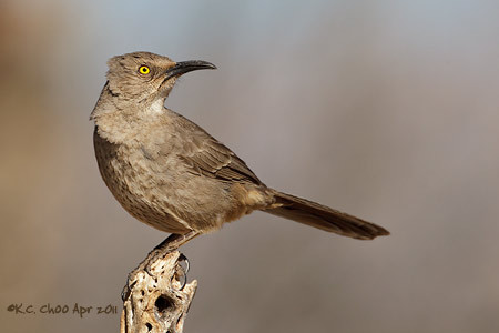 Curve-billed Thrasher