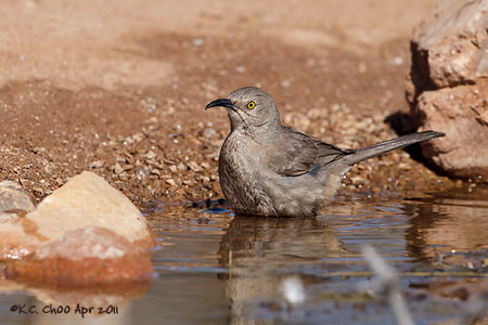 Curve-billed Thrasher