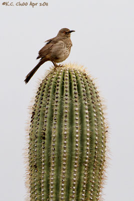Curve-billed Thrasher