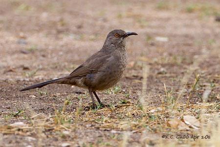 Curve-billed Thrasher