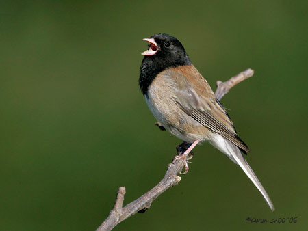 Dark-eyed Junco