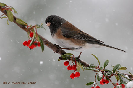 Dark-eyed Junco