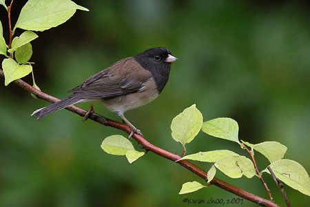 Dark-eyed Junco