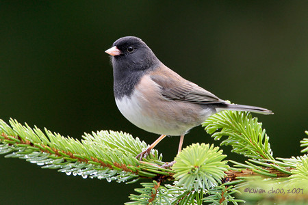 Dark-eyed Junco