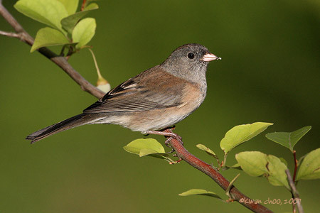 Dark-eyed Junco