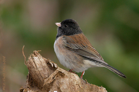 Dark-eyed Junco