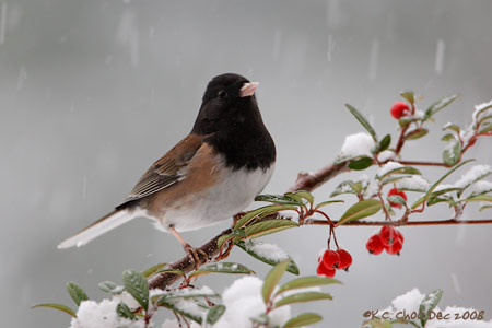 Dark-eyed Junco