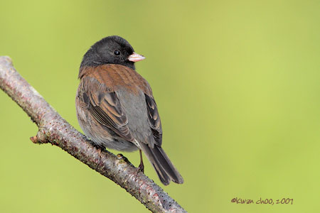 Dark-eyed Junco