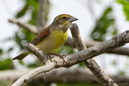 Dickcissel