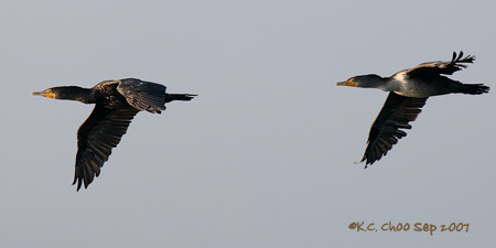 Double-crested Cormorant