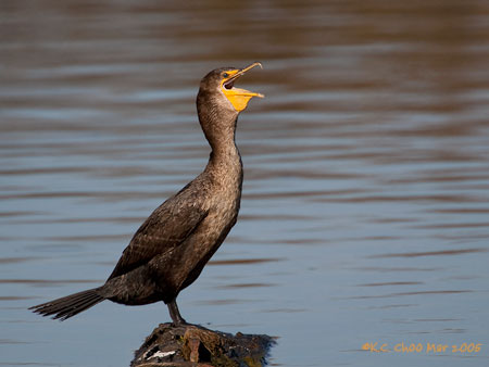 Double-crested Cormorant