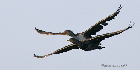 Double-crested Cormorant