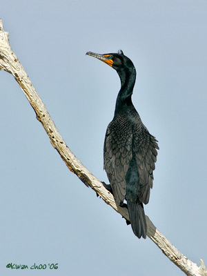 Double-crested Cormorant