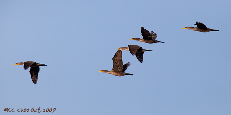 Double-crested Cormorant