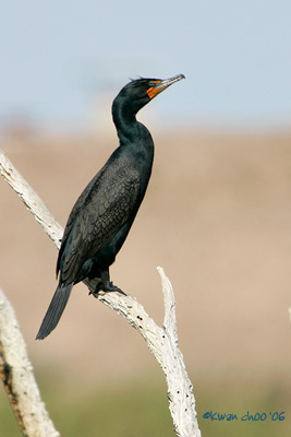 Double-crested Cormorant