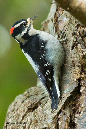 Downy Woodpecker