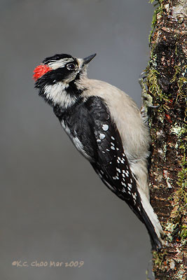 Downy Woodpecker