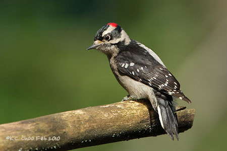 Downy Woodpecker