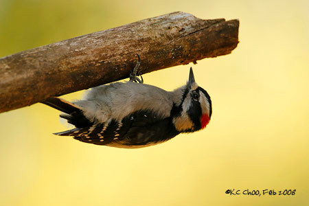 Downy Woodpecker