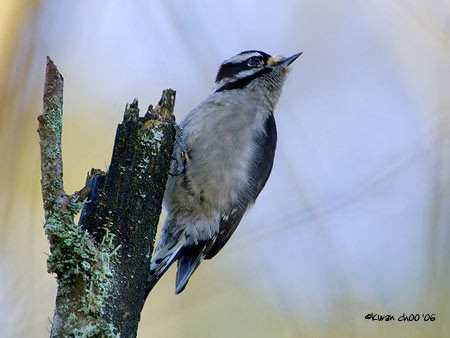 Downy Woodpecker