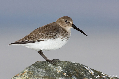 Dunlin