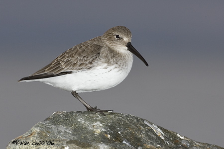 Dunlin