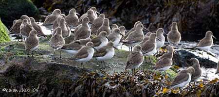 Dunlin