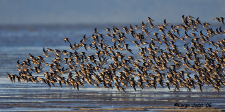 Dunlin