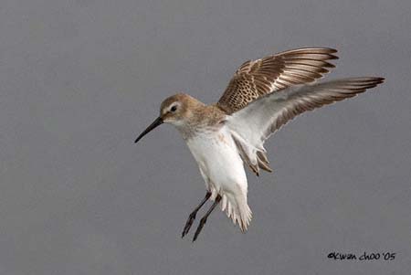Dunlin