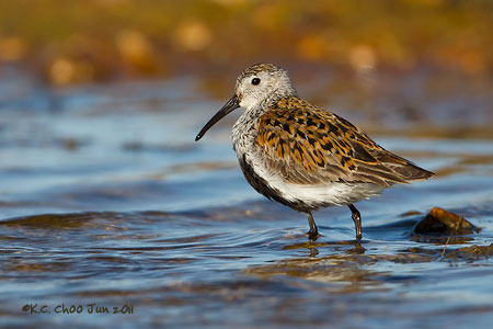 Dunlin
