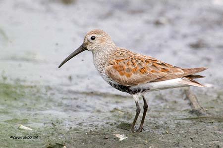 Dunlin