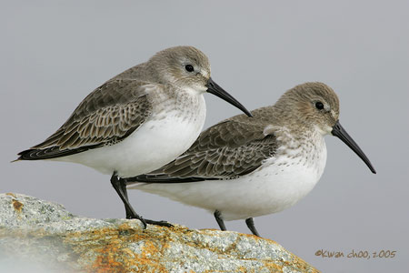 Dunlin