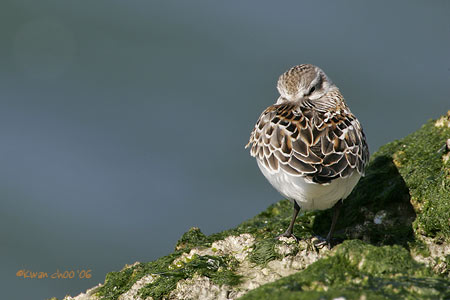 Dunlin